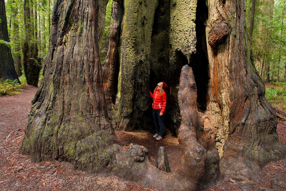 Standing inside a giant Redwood Tree, Redwood National Parks, California, USA